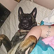 Pensine a rejoint le concours — aidez-le/la à gagner de superbes lots ! dog, bed, person, arm, tattoo, blanket, indoor, resting, sleeping, canine, fur, ears, nose, collar, comfort, cuddling, relaxation, pet, human, cute