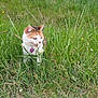 Kiss participe au concours pour gagner de l'argent avec cette photo : cat, calico, grass, wildflowers, outdoor, nature, greenery, pet, animal, curious, field, collar, tag, small_flower, daylight, mammal, feline, plant, meadow, whiskers