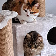 Kiss a rejoint le concours — aidez-le/la à gagner de superbes lots ! cat, cats, cat_tree, feline, pet, indoor, curious, cozy, fur, whiskers, ears, cubbyhole, perched, animal, two_animals, domestic_animal, resting, looking, beige, soft