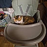 Kiss a rejoint le concours — aidez-le/la à gagner de superbes lots ! animal, baby_chair, black_fur, calico_cat, cat, colorful_fur, ears, funny_scene, furniture, harness, high_chair, home, indoor, lounging, orange_fur, pet, sitting, whiskers, white_fur, wooden_floor