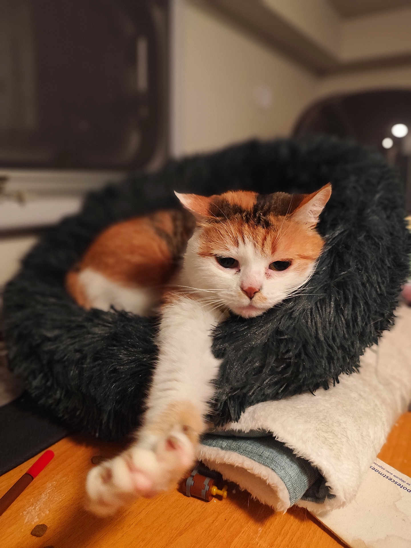 Kiss a rejoint le concours — aidez-le/la à gagner de superbes lots ! cat, calico_cat, pet, indoor, furry_bed, stretching, paw, table, blanket, cozy, sleepy, fur, wooden_surface, toy, pen, relaxed, animal, domestic_cat, close_up, resting