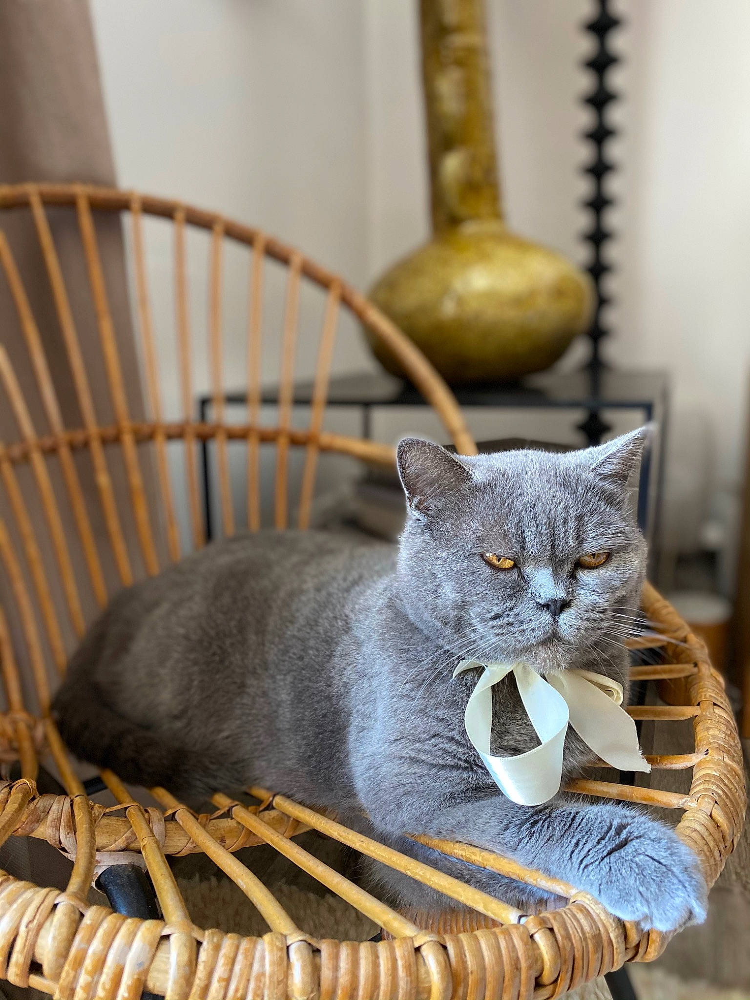 Choupi a rejoint le concours — aidez-le/la à gagner de superbes lots ! art, carnivore, cat, cat_supply, comfort, domestic_short_haired_cat, door, fawn, felidae, fur, grey, metal, sitting, small_to_medium_sized_cats, snout, tail, terrestrial_animal, whiskers, window, wood