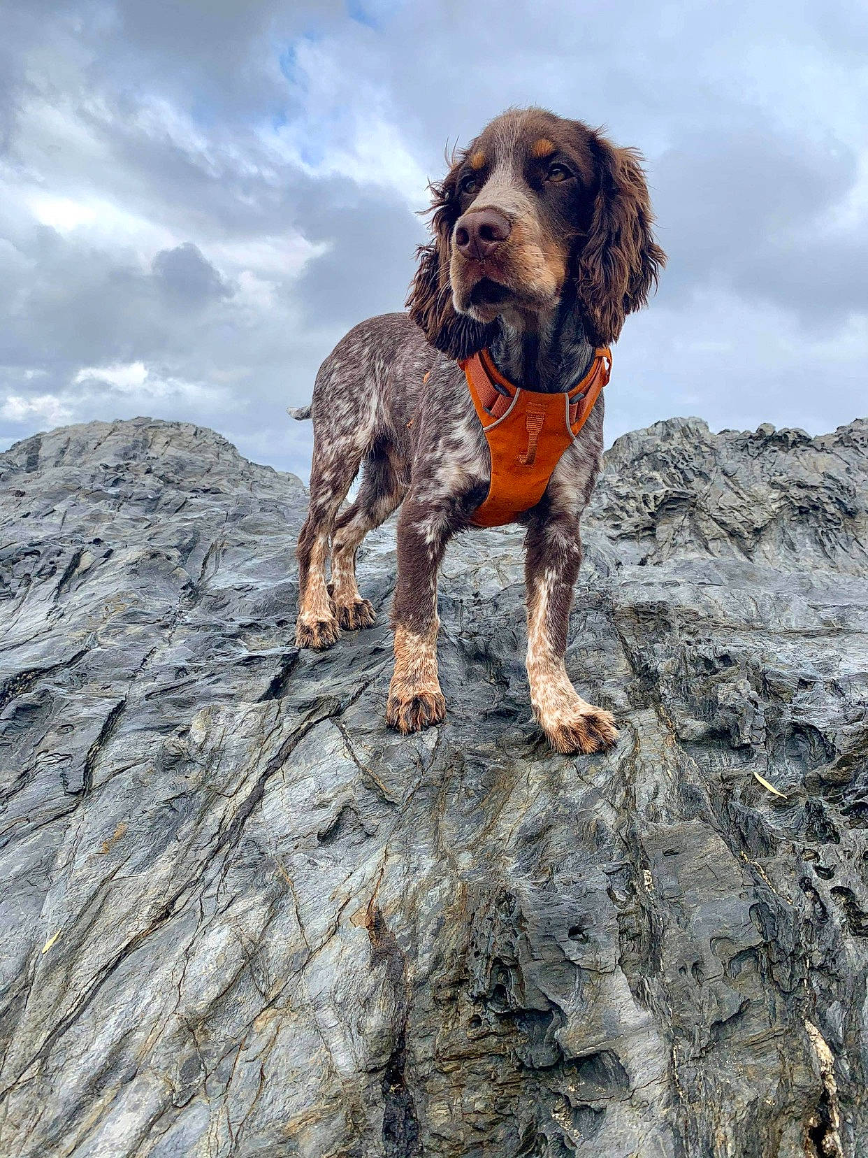 Roddie is registered to the contest to win money with this photo: bedrock, brown, canidae, carnivore, companion_dog, dog, dog_breed, fawn, formation, gun_dog, hound, hunting_dog, liver, mammal, outcrop, rock, snout, spaniel, sporting_group, working_animal