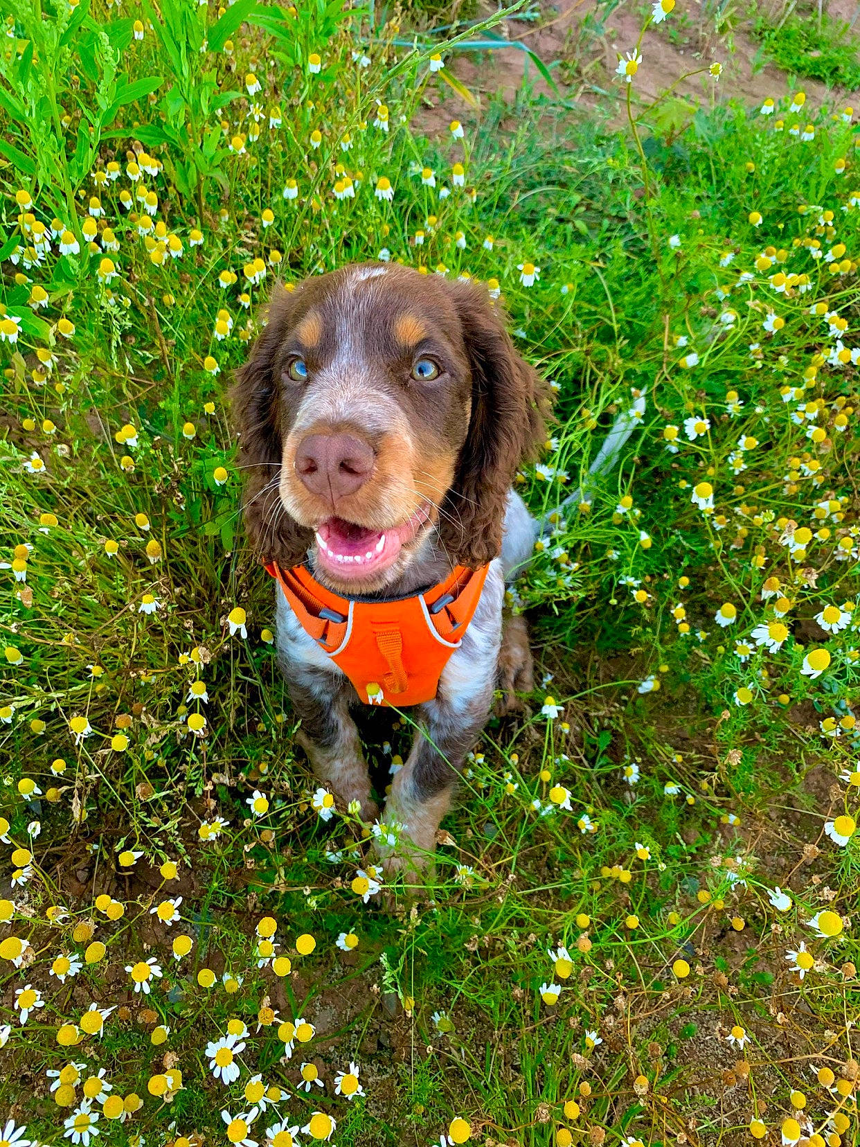 Roddie joined the competition — help win amazing prizes! canidae, carnivore, collar, companion_dog, dog, dog_breed, dog_collar, dog_supply, groundcover, gun_dog, hunting_dog, liver, mammal, meadow, pointing_breed, prairie, shrub, sporting_group, wildflower, working_animal