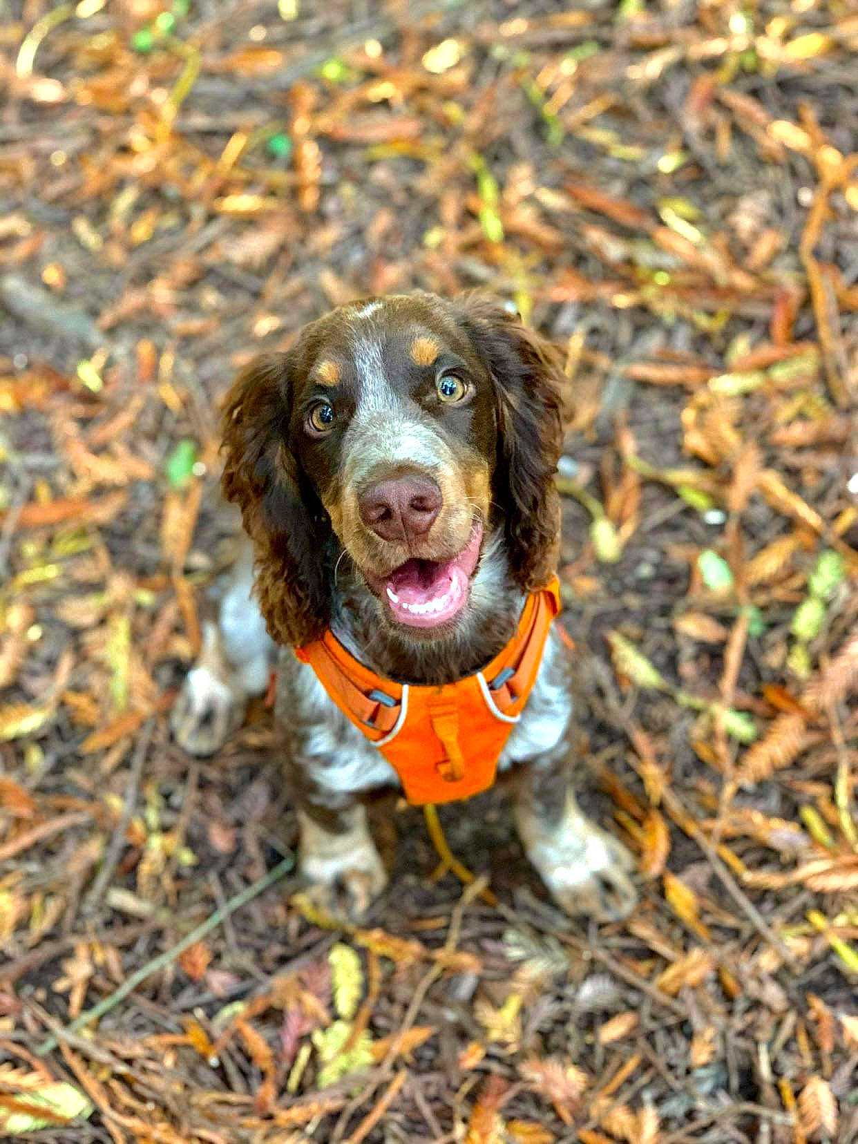Roddie joined the competition — help win amazing prizes! canidae, carnivore, companion_dog, dog, dog_breed, gun_dog, hound, liver, mammal, snout, spaniel, sporting_group, terrestrial_animal, working_animal, working_dog