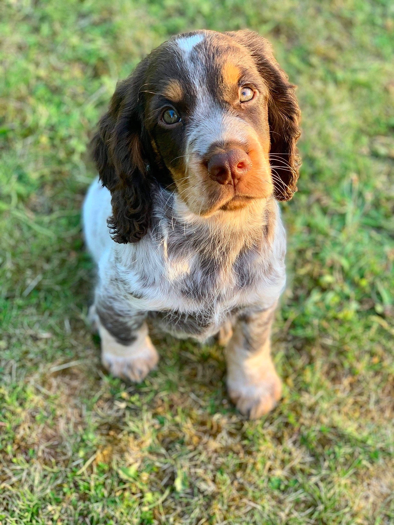 Roddie joined the competition — help win amazing prizes! canidae, carnivore, companion_dog, dog, dog_breed, fur, grass_family, gun_dog, hunting_dog, liver, pointing_breed, snout, spaniel, sporting_group, working_dog