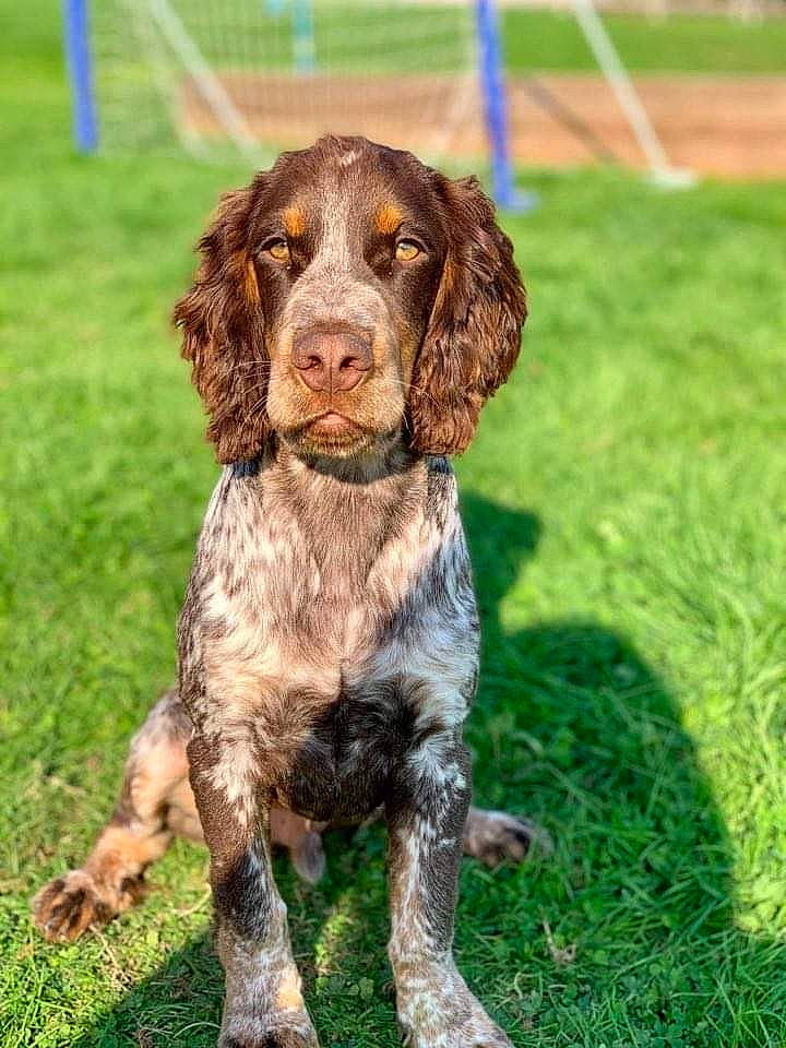 Roddie is registered to the contest to win money with this photo: canidae, carnivore, cocker_spaniel, companion_dog, dog, dog_breed, fawn, fur, german_spaniel, gun_dog, hunting_dog, lawn, liver, mammal, pet_supply, pointing_breed, snout, spaniel, sporting_group, working_animal