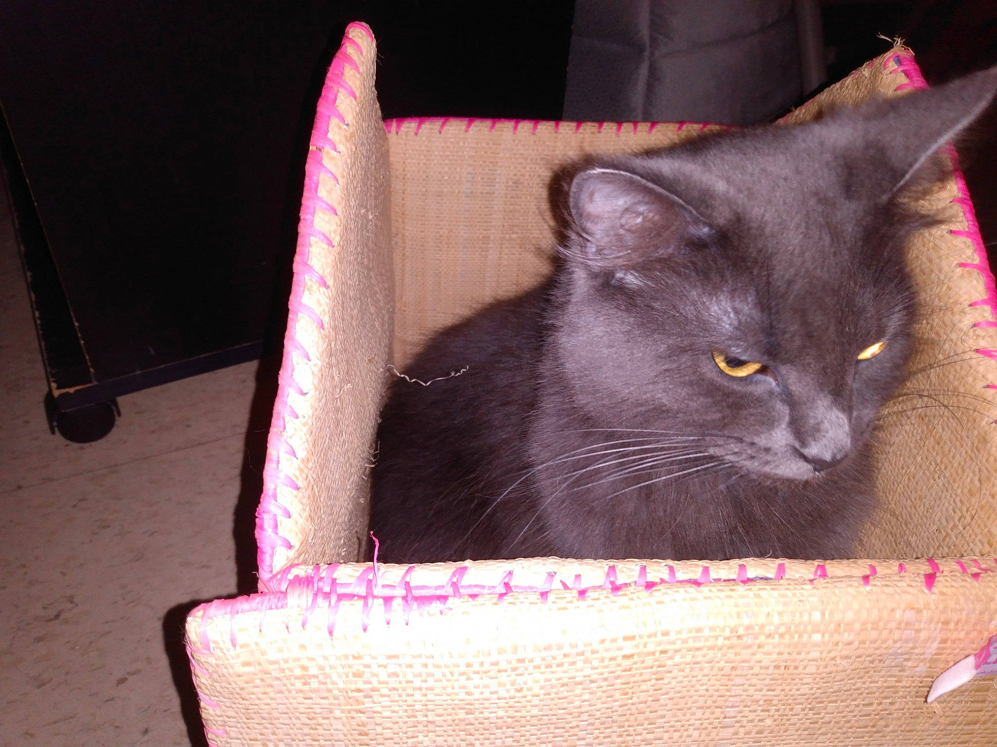 Tillie joined the competition — help win amazing prizes! basket, black_cat, box, carnivore, cat, cat_supply, comfort, domestic_short_haired_cat, felidae, fur, home_accessories, magenta, pet_supply, rectangle, sitting, small_to_medium_sized_cats, snout, tail, whiskers, wicker