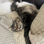 Smokey Bear is registered to the contest to win money with this photo: animal, blanket, cat, comfort, cozy, cute, feline, fur, home, indoor, nap, paw, pet, quilt, relaxation, resting, sleeping, soft, tabby, whiskers