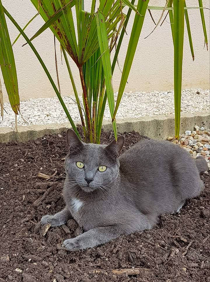 Pirouette participe au concours pour gagner de l'argent avec cette photo : carnivore, cat, domestic_short_haired_cat, eye, fawn, felidae, flowerpot, grass, plant, russian_blue, shade, small_to_medium_sized_cats, snout, soil, tail, terrestrial_animal, terrestrial_plant, tree, whiskers, wildlife