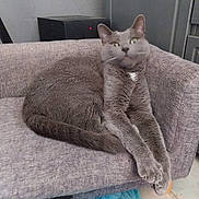 Pirouette participe au concours pour gagner de l'argent avec cette photo : cat, gray_cat, feline, pet, indoor, chair, furniture, paws, stretching, relaxed, looking, eyes, whiskers, tail, floor, mat, home, cozy, curious, animal