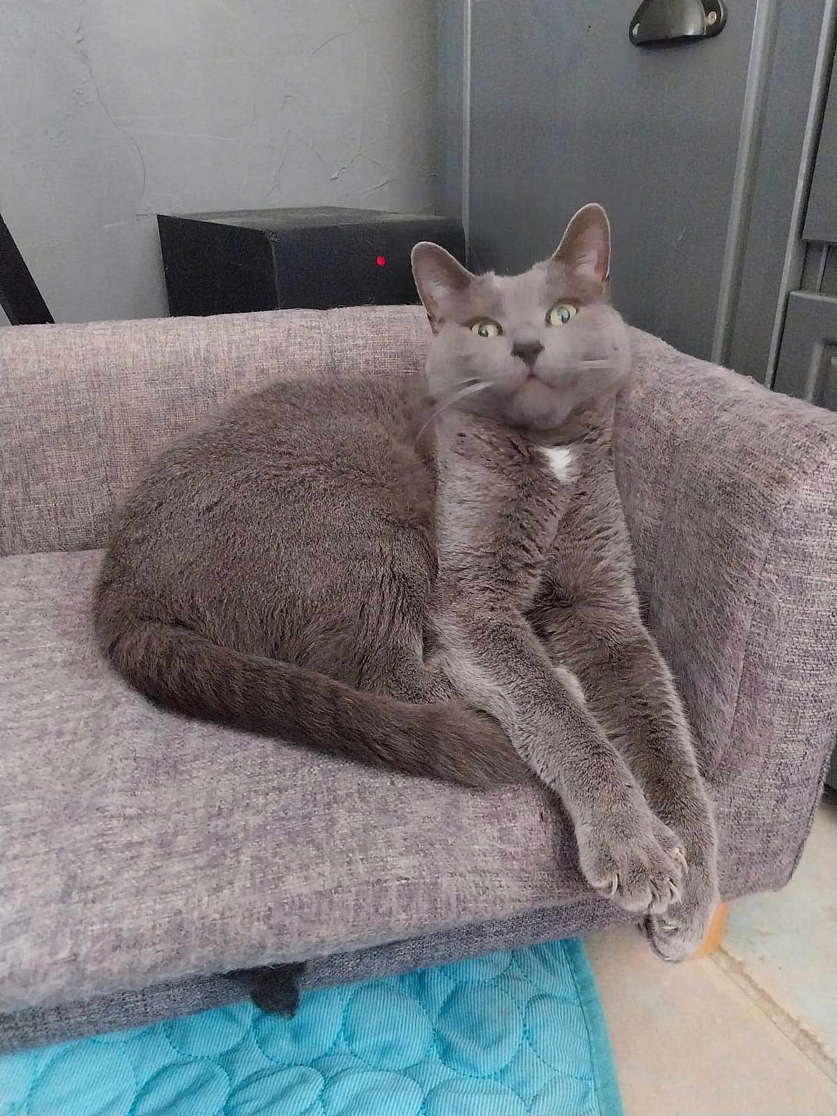 Pirouette participe au concours pour gagner de l'argent avec cette photo : cat, gray_cat, feline, pet, indoor, chair, furniture, paws, stretching, relaxed, looking, eyes, whiskers, tail, floor, mat, home, cozy, curious, animal