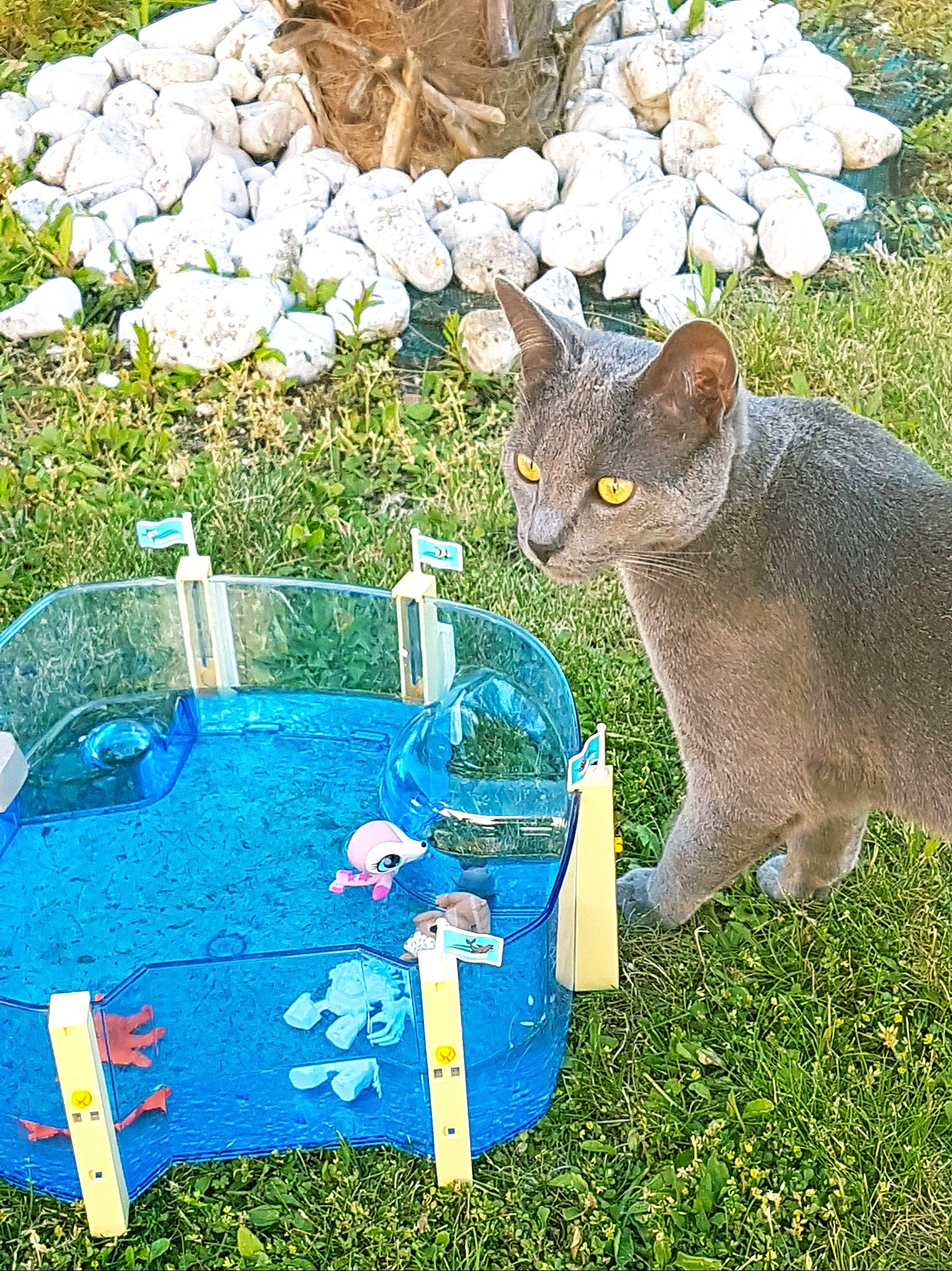 Pirouette participe au concours pour gagner de l'argent avec cette photo : british_shorthair, carnivore, cat, chartreux, domestic_short_haired_cat, european_shorthair, fawn, felidae, flower, garden, grass, plant, play, small_to_medium_sized_cats, tree, whiskers