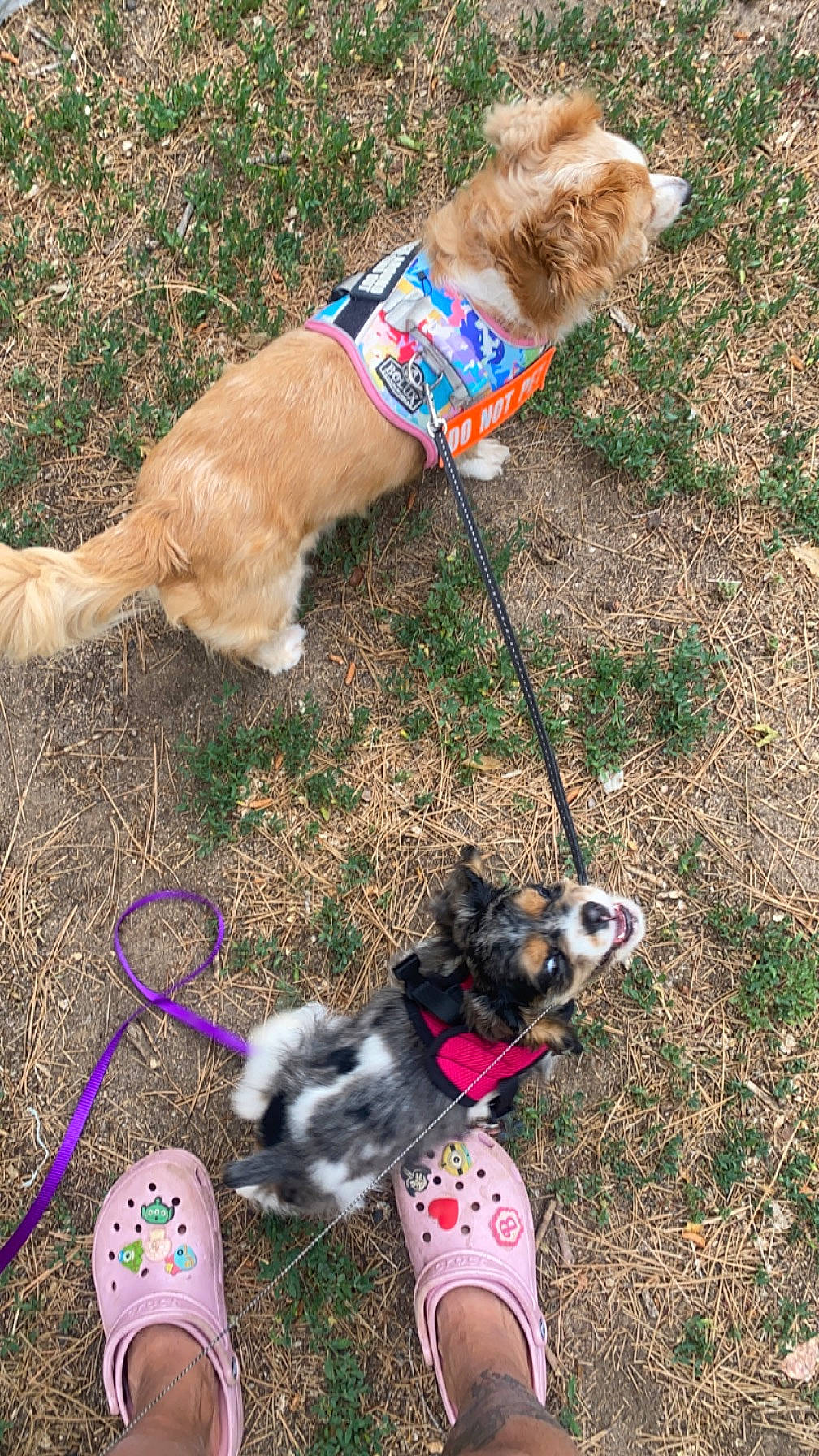 Mabel joined the competition — help win amazing prizes! accessories, animal, canine, child, clothing, dog, female, footwear, girl, grass, leash, person, pet, plant, puppy, sandal, shoe, sneaker, soil, strap