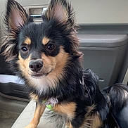 Bear is registered to the contest to win money with this photo: dog, pet, animal, car, seat, fur, ears, black, tan, cute, portrait, indoor, canine, mammal, sitting, looking, closeup, companion, friendly, small