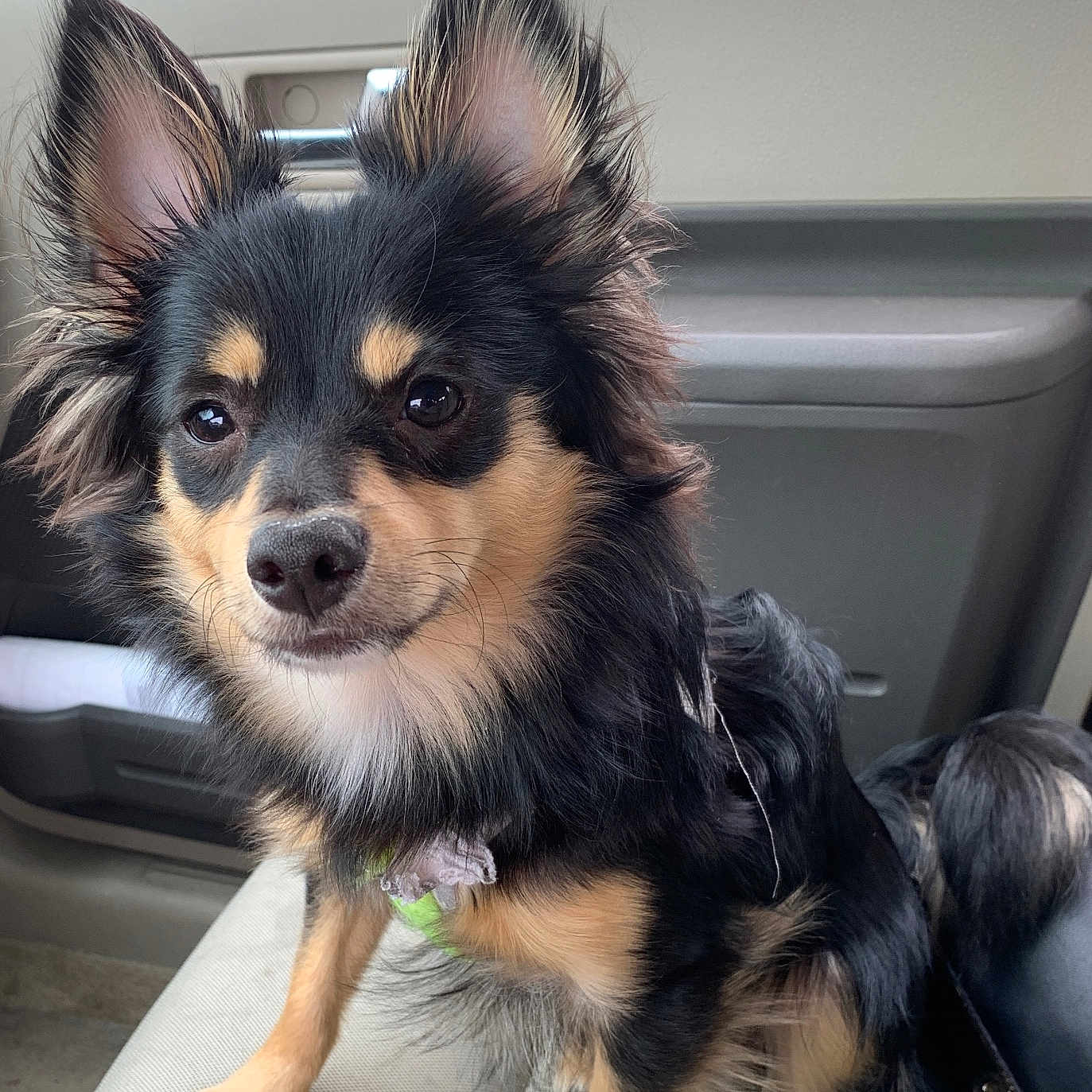 Bear is registered to the contest to win money with this photo: animal, black, canine, car, closeup, companion, cute, dog, ears, friendly, fur, indoor, looking, mammal, pet, portrait, seat, sitting, small, tan
