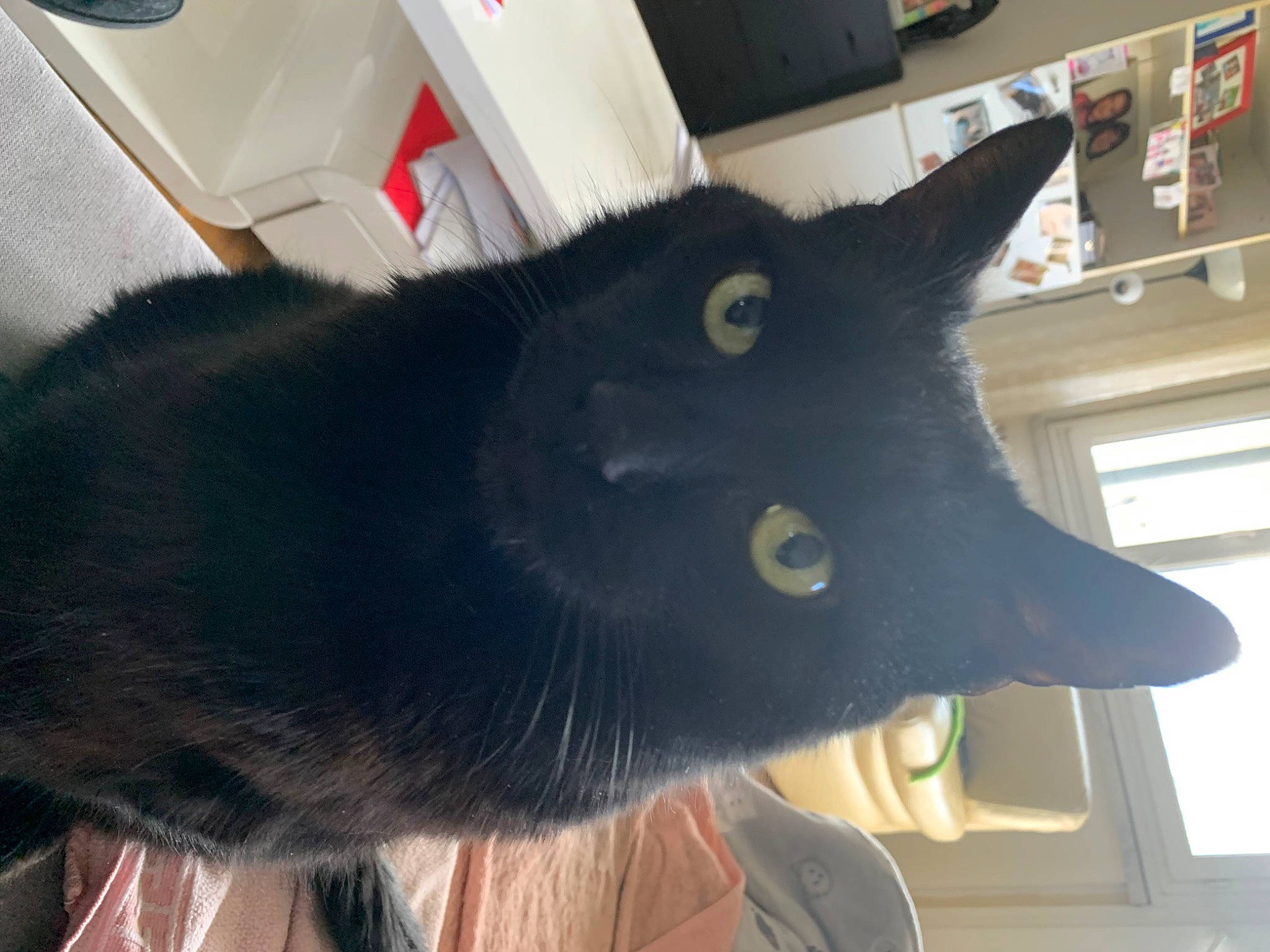 Fripouille a rejoint le concours — aidez-le/la à gagner de superbes lots ! black_cat, bombay, carnivore, cat, domestic_short_haired_cat, ear, felidae, fur, jaw, natural_material, russian_blue, small_to_medium_sized_cats, snout, tail, terrestrial_animal, whiskers, window