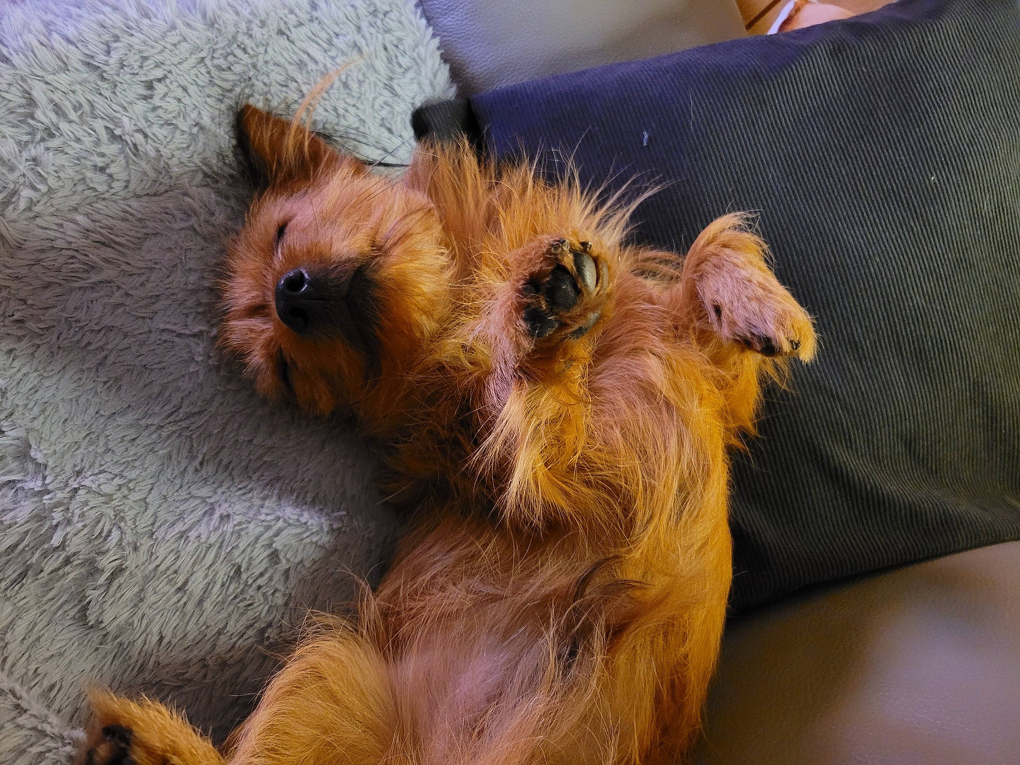 Bali participe au concours pour gagner de l'argent avec cette photo : australian_terrier, canidae, carnivore, claw, companion_dog, dog_breed, event, fawn, fur, paw, puppy, rodent, small_terrier, sporting_group, terrestrial_animal, terrier, toy_dog, whiskers, wildlife, yorkipoo