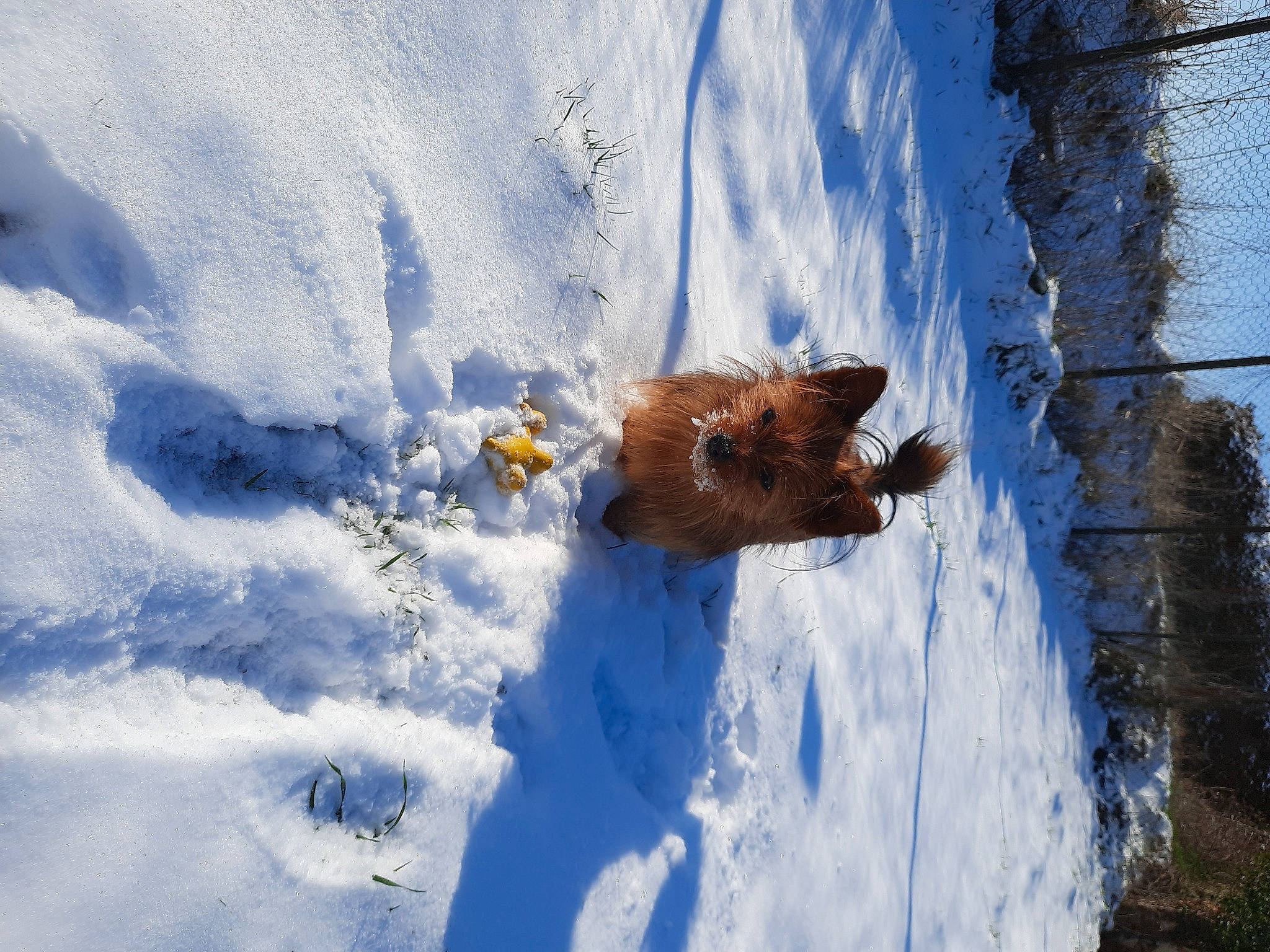 Bali a rejoint le concours — aidez-le/la à gagner de superbes lots ! canidae, carnivore, dog, dog_breed, fawn, freezing, frost, ice_cap, mammal, recreation, reflection, slope, snow, sporting_group, tail, tree, vertebrate, window, winter, wood