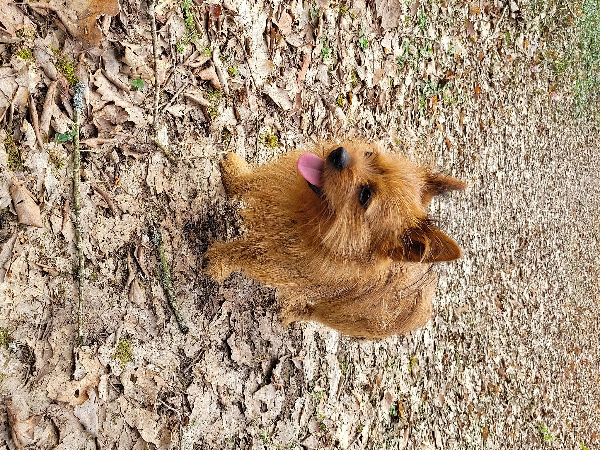 Bali a rejoint le concours — aidez-le/la à gagner de superbes lots ! canidae, carnivore, companion_dog, dog, dog_breed, fawn, fur, grass, liver, paw, snout, soil, sporting_group, terrestrial_animal, terrier, wood