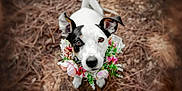 Perla participe au concours pour gagner de l'argent avec cette photo : dog, animal, pet, flower_wreath, black_and_white, cute, outdoor, nature, pine_needles, portrait, looking_up, ears, fur, adorable, close_up, background_blur, eyes, snout, collar, colorful