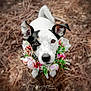 adorable, animal, background_blur, black_and_white, close_up, collar, colorful, cute, dog, ears, eyes, flower_wreath, fur, looking_up, nature, outdoor, pet, pine_needles, portrait, snout