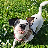Perla participe au concours pour gagner de l'argent avec cette photo : dog, grass, daisies, tongue_out, pet, outdoor, playful, leash, white_dog, black_ear, happy, nature, sunny, close_up, cute, animal, collar, greenery, summer, friendly