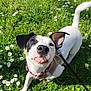 animal, black_ear, close_up, collar, cute, daisies, dog, friendly, grass, greenery, happy, leash, nature, outdoor, pet, playful, summer, sunny, tongue_out, white_dog