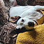 Perla a rejoint le concours — aidez-le/la à gagner de superbes lots ! dog, pet, relaxed, lying_down, fluffy_cushion, yellow_blanket, indoor, close_up, white_fur, black_spots, ear, nose, paw, comfortable, cozy, fur_texture, portrait, resting, domestic_animal, companion