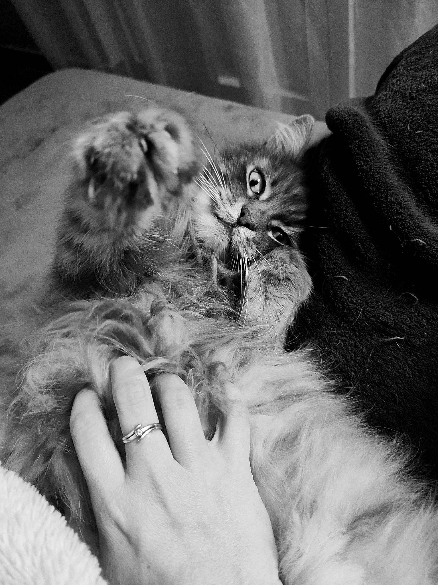 Soho a rejoint le concours — aidez-le/la à gagner de superbes lots ! black_and_white, carnivore, cat, claw, comfort, domestic_short_haired_cat, felidae, fur, gesture, grey, monochrome, monochrome_photography, nail, paw, photography, small_to_medium_sized_cats, snout, style, whiskers