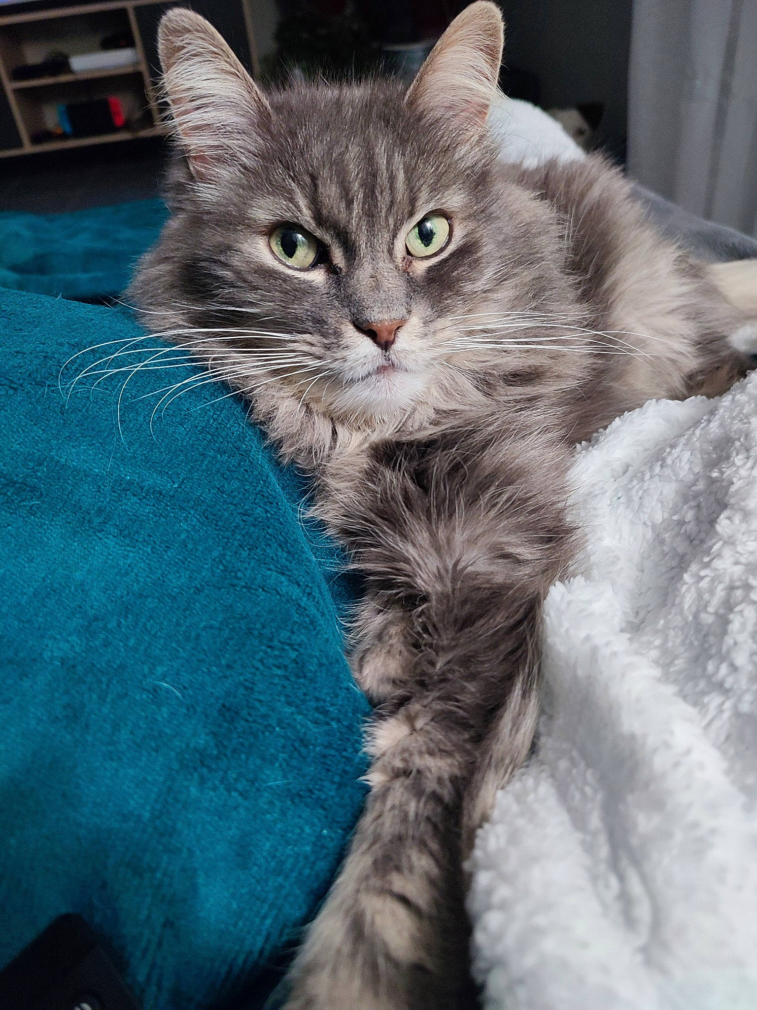 Soho participe au concours pour gagner de l'argent avec cette photo : british_longhair, carnivore, cat, claw, comfort, domestic_short_haired_cat, electric_blue, felidae, fur, grey, iris, paw, small_to_medium_sized_cats, snout, tail, whiskers, window