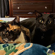 Moo And Stitch is registered to the contest to win money with this photo: cat, tortoiseshell_cat, black_cat, pets, feline, indoor, bed, blanket, resting, cozy, animal, cute, whiskers, fur, domestic, companion, closeup, eyes, ears, portrait