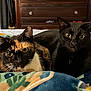 cat, tortoiseshell_cat, black_cat, pets, feline, indoor, bed, blanket, resting, cozy, animal, cute, whiskers, fur, domestic, companion, closeup, eyes, ears, portrait
