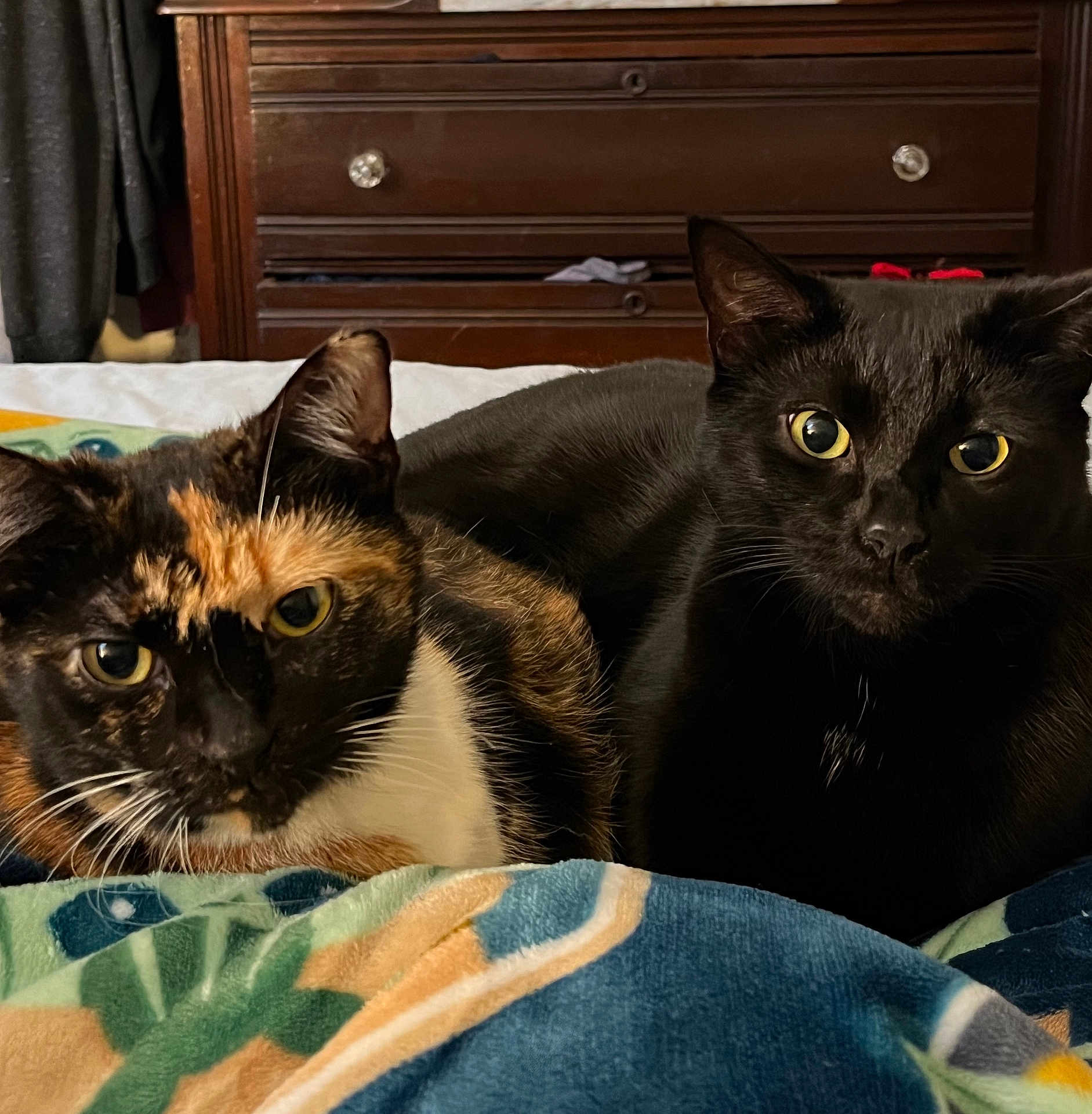 Moo And Stitch is registered to the contest to win money with this photo: cat, tortoiseshell_cat, black_cat, pets, feline, indoor, bed, blanket, resting, cozy, animal, cute, whiskers, fur, domestic, companion, closeup, eyes, ears, portrait