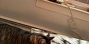 Firefly joined the competition — help win amazing prizes! air_conditioner, animal, bed, blanket, cat, comfort, cozy, curtain, feline, fur, indoor, paws, pet, relaxation, resting, sleepy, stretching, tabby, whiskers, window