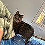 tabby_cat, cat, pet, indoor, bed, blanket, curious, feline, striped, animal, domestic_cat, cozy, window, air_conditioner, blue_bedspread, looking, head_tilt, soft_texture, resting_place, house