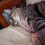cat, tabby, sleeping, nap, cushion, chair, wood, feline, pet, domestic_animal, fur, closeup, relaxation, indoor, cozy, whiskers, ears, paw, striped, resting
