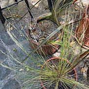 Shishi is registered to the contest to win money with this photo: animal, autumn, cat, ears, eyes, face, flower_pots, garden, leaves, natural_light, ornamental_grass, outdoors, patio, pet, plants, potted_plants, sitting, tabby_cat, terrace, whiskers