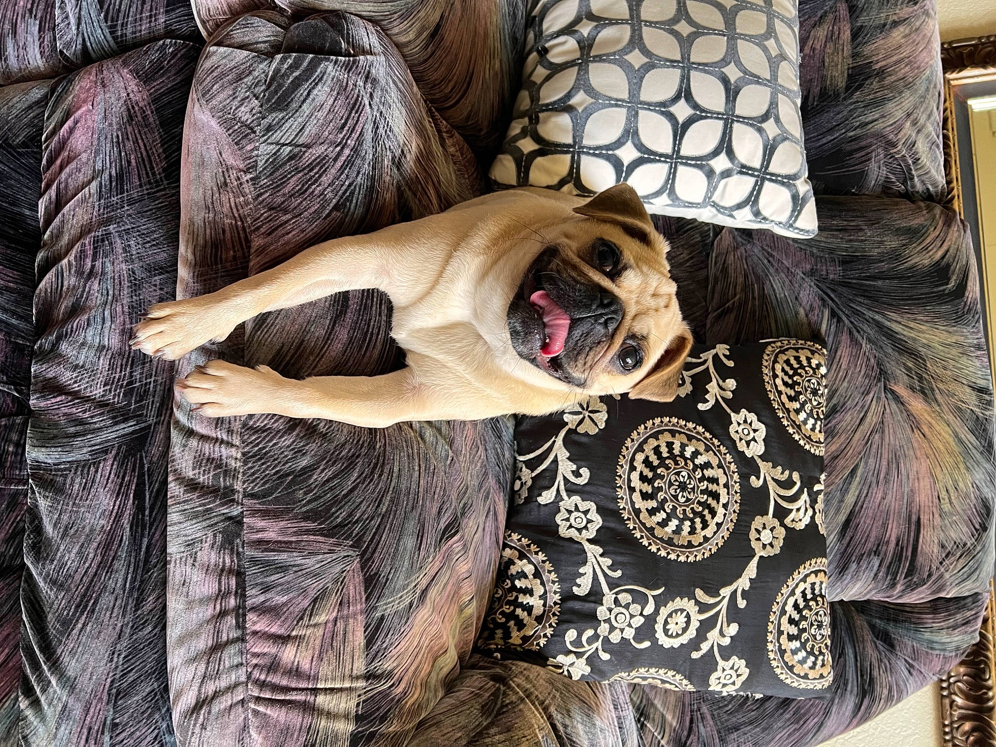 Olive is registered to the contest to win money with this photo: art, black_hair, comfort, companion_dog, eyelash, eyewear, fashion_accessory, fashion_design, fawn, flesh, fur, goggles, illustration, painting, pattern, personal_protective_equipment, sunglasses, textile, vision_care, visual_arts