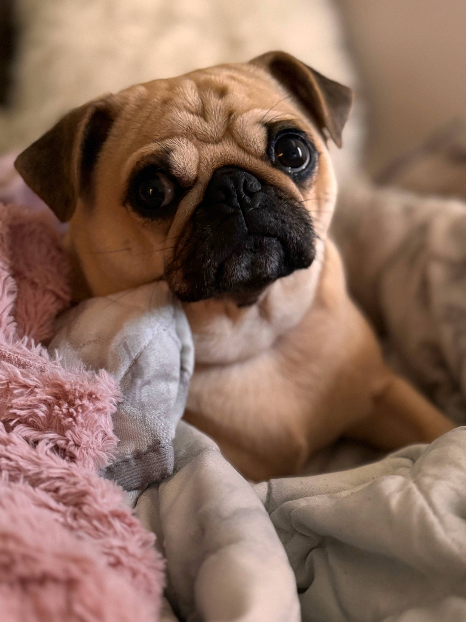 Olive joined the competition — help win amazing prizes! ancient_dog_breeds, bulldog, canidae, carnivore, comfort, companion_dog, dog, dog_breed, fawn, fur, non_sporting_group, pug, puppy_love, snout, sporting_group, terrestrial_animal, toy_dog, whiskers, working_animal, wrinkle