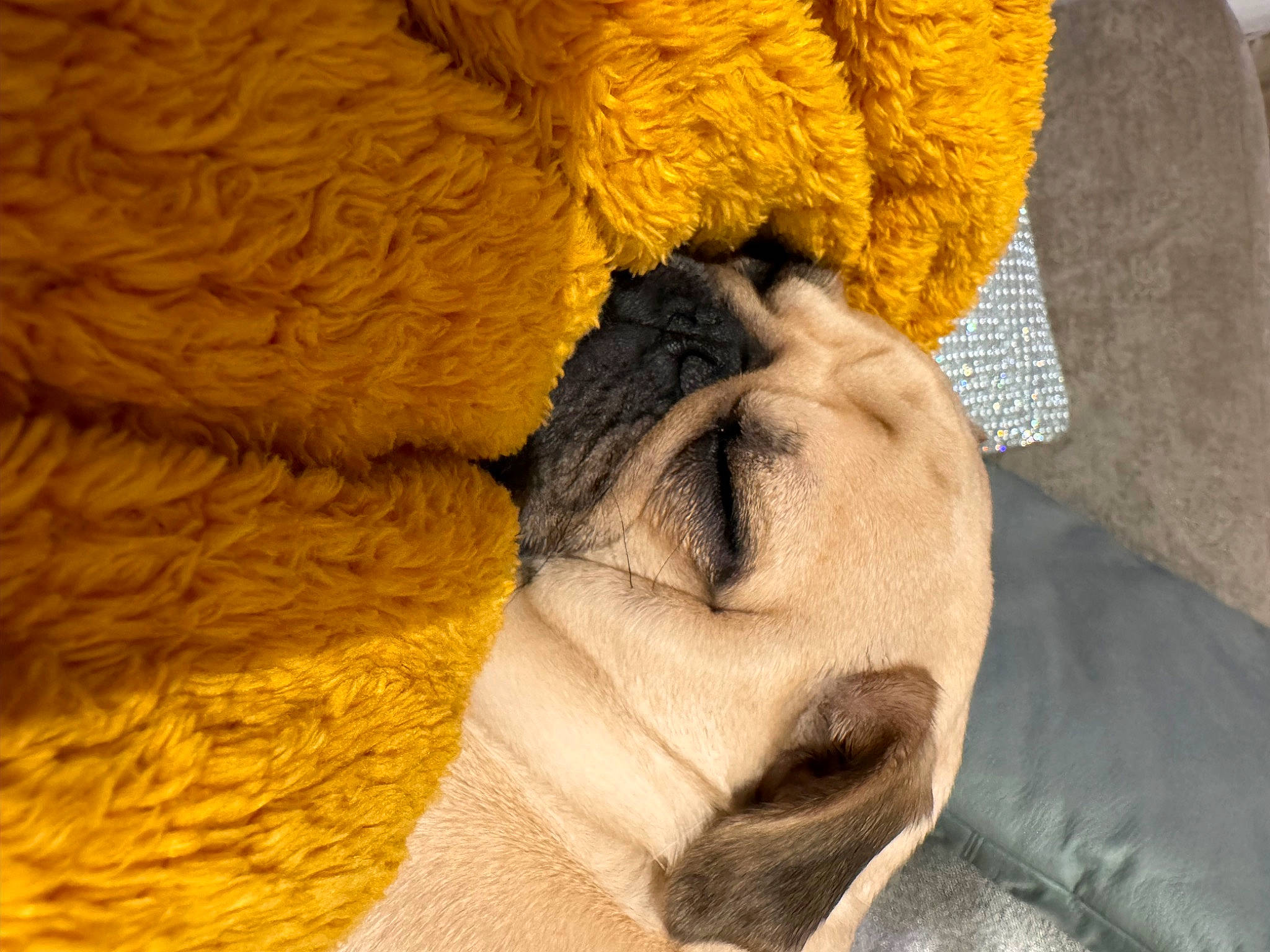 Olive joined the competition — help win amazing prizes! canidae, carnivore, comfort, companion_dog, dog, dog_breed, fawn, felidae, fur, linens, small_to_medium_sized_cats, snout, sporting_group, thread, tints_and_shades, whiskers, wood, wool, woolen, wrinkle