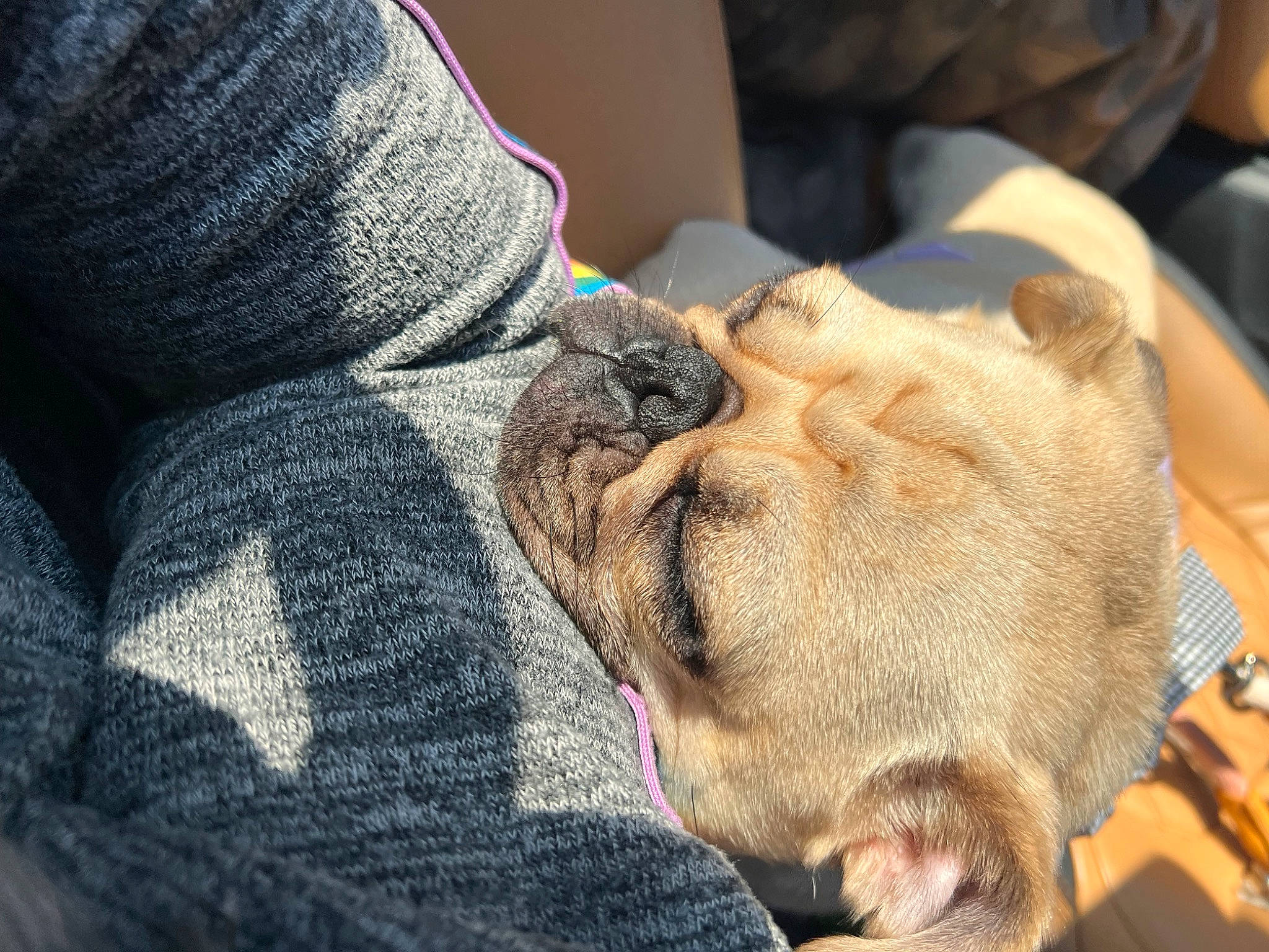 Olive joined the competition — help win amazing prizes! canidae, carnivore, comfort, companion_dog, dog, dog_breed, ear, fawn, felidae, fur, glasses, guard_dog, human_leg, small_to_medium_sized_cats, snout, sporting_group, textile, whiskers, wood, wrinkle