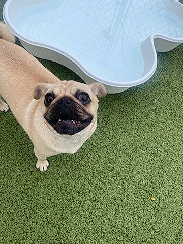 Olive joined the competition — help win amazing prizes! canidae, carnivore, comfort, companion_dog, dog, dog_breed, eyewear, fawn, flooring, foot, grass, human_leg, non_sporting_group, pug, snout, sporting_group, terrestrial_animal, toy_dog, wood, working_animal