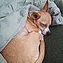 Tinker Tanker is registered to the contest to win money with this photo: dog, sleeping, blanket, cozy, curled_up, pet, fur, resting, brown, small_dog, indoor, cute, peaceful, relaxed, animal, snug, fur_texture, ears, tail, comfort