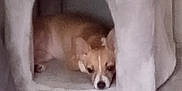 Tinker Tanker joined the competition — help win amazing prizes! dog, corgi, pet_house, indoor, wooden_floor, toy, orange_ball, sleeping, cozy, small_dog, animal, fur, resting, home, furniture, pet, cute, paw, ears, face