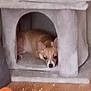 dog, corgi, pet_house, indoor, wooden_floor, toy, orange_ball, sleeping, cozy, small_dog, animal, fur, resting, home, furniture, pet, cute, paw, ears, face