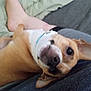 Tinker Tanker is registered to the contest to win money with this photo: dog, pet, animal, indoor, couch, bed, foot, relaxed, brown, white, collar, closeup, cute, companion, domestic, laying, looking, ears, furry, snout