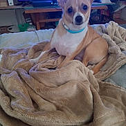 Tinker Tanker joined the competition — help win amazing prizes! dog, small_dog, tan_dog, white_dog, blue_collar, blanket, bed, indoor, television, furniture, curious, pet, cozy, living_room, soft_texture, resting, domestic_animal, companion, animal, cute