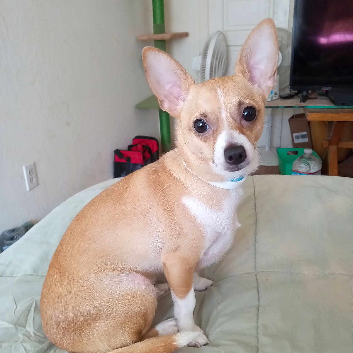 Tinker Tanker is registered to the contest to win money with this photo: bed, big_ears, blanket, cat_tree, companion, cozy, curious, cute, dog, fan, furniture, home, indoor, looking_at_camera, pet, sitting, small_dog, tan_dog, television, white_paws