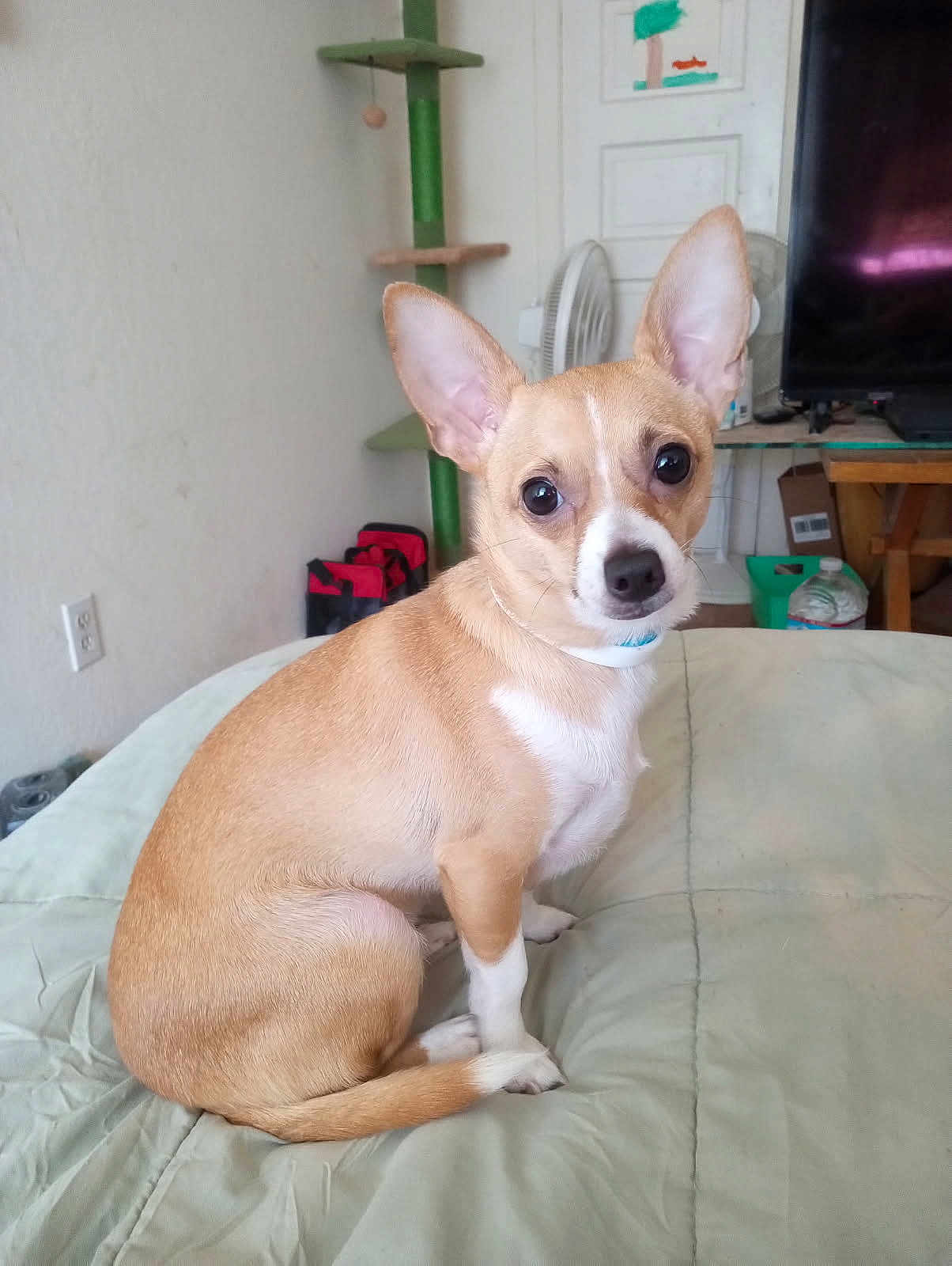 Tinker Tanker is registered to the contest to win money with this photo: dog, small_dog, tan_dog, white_paws, big_ears, pet, indoor, bed, blanket, fan, cat_tree, television, furniture, curious, sitting, looking_at_camera, cozy, home, companion, cute